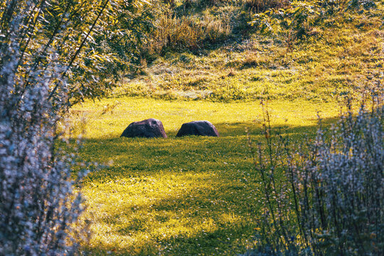 Two gray rocks rest in a bright grassy clearing framed by shaded shrubs and warm autumn vegetation.