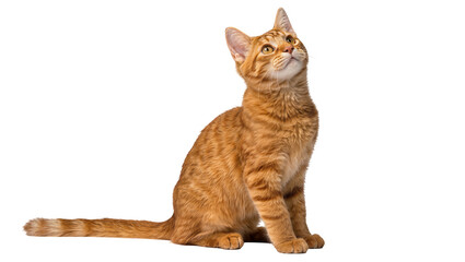 Orange tabby cat sitting attentively looking upwards, isolated on transparent background © Viktor