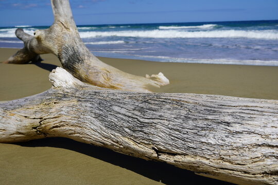 Closeup of drifwood on a beach