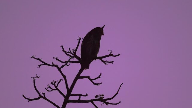 Silhouette of Spot-bellied eagle-owl (Bubo nipalensis) perching on a bare branch and calling against a purple twilight sky