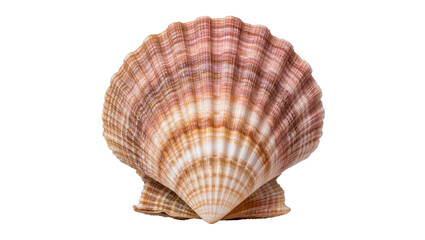 Natural pink and brown scallop seashell, isolated on transparent background © Viktor