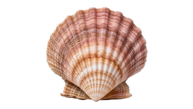 Natural pink and brown scallop seashell, isolated on transparent background