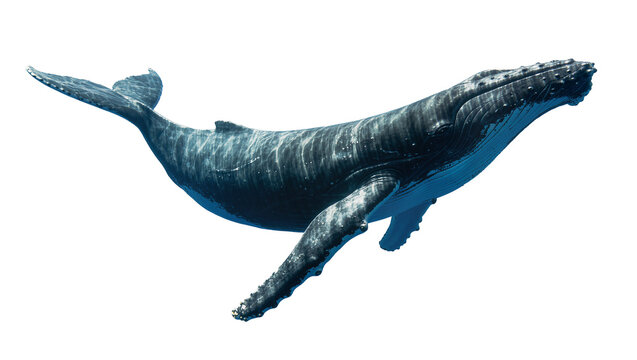 Majestic humpback whale swimming, isolated on transparent background