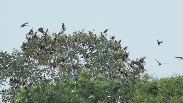 A large flock of Plain-pouched hornbills (Rhyticeros subruficollis) roosting and perching on a big tree canopy