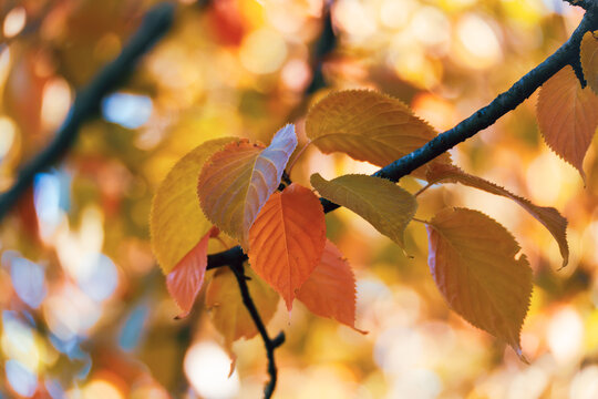 Delicate orange cherry leaves glow in warm backlight on a dark branch against a softly blurred autumn background.