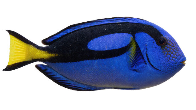 Vibrant blue regal tang fish with yellow tail, isolated on transparent background