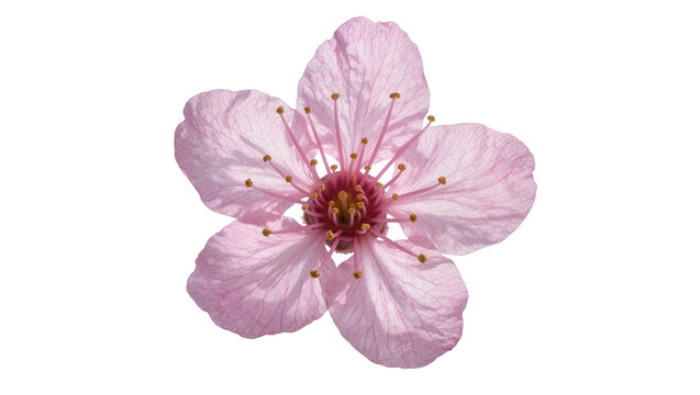 Delicate pink cherry blossom flower with visible stamens, isolated on transparent background