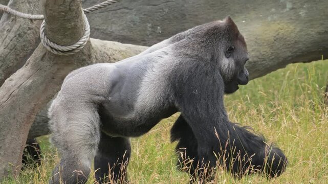 western lowland gorilla silverback in zoo walking collecting food