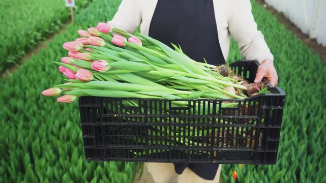 Worker carries basket of freshly cut pink flowers. Farmer walks past rows of unopened tulips and green foliage. Cultivation of various tulip varieties in greenhouse. Front view. Close-up.