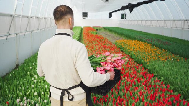 Dutch farmer carries a basket of freshly cut flowers. A flower grower inspects a bed of unopened buds and green foliage. Cultivation of various tulip varieties in a greenhouse. View from behind.