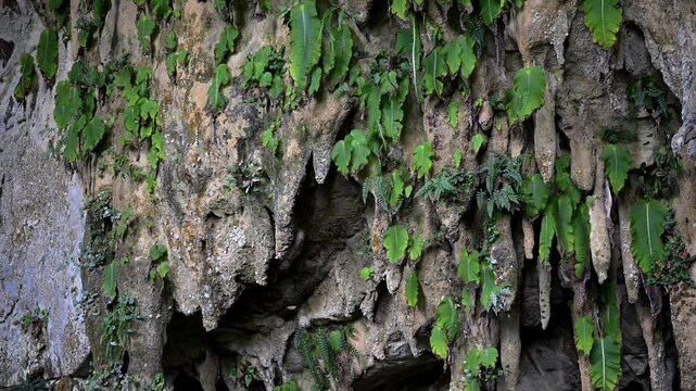 Endemic one leaf wonder, at the entrance of Clearwater Caves, in Mulu, Borneo.