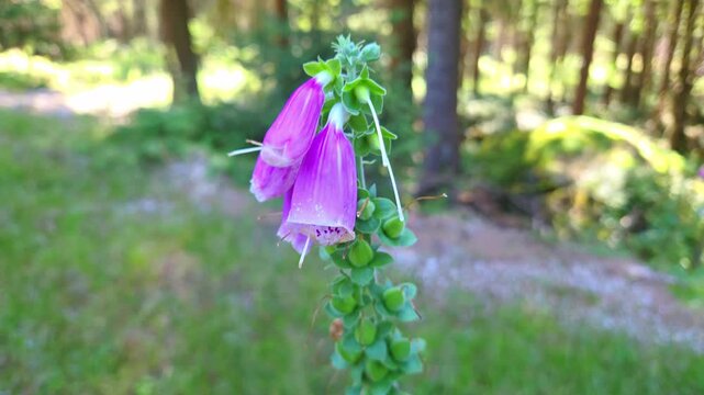 Purple foxglove flowers swaying gently on a leafy stem in dappled sunlight, with a softly blurred woodland path and conifer forest background