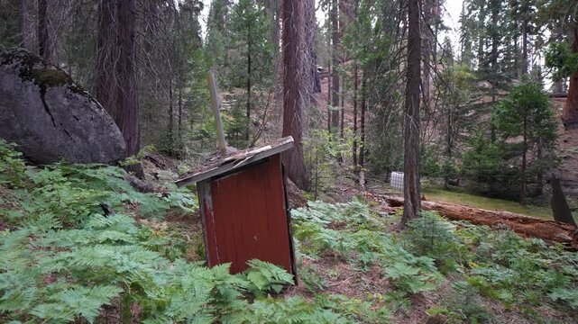 John Muirs cabin is shown surrounded by giant sequoia trees in the forest where he spent a year writing his journals.