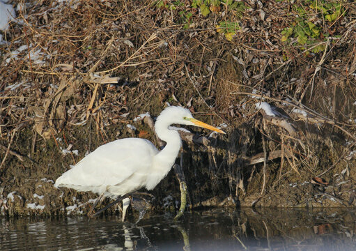 Great Egret (Ardea alba) wading in shallow water along a muddy riverbank.