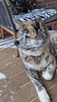 Fluffy akita dogs resting peacefully together on a cozy patio chair and wooden deck during winter snow video footage clip
