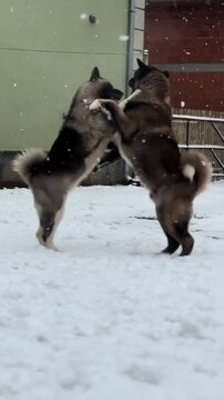 Two playful Akita dogs standing on hind legs wrestling and dancing together outdoors in fresh winter snow during light snowfall video footage