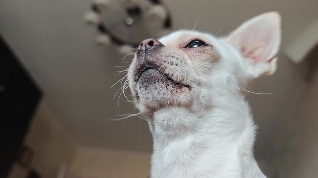 Close-up of a white Chihuahua indoors: upward gaze, perked ears, visible whiskers and fur texture; softly blurred background with ceiling fixture.
