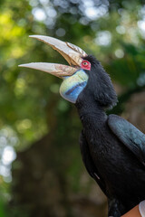 Female Wreathed Hornbill looking upward with its heavily ridged, pale beak wide open. © Rio