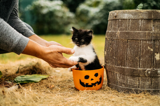 Cute tuxedo kitten in a Halloween pumpkin pail reaches out to human hands, outdoors in the fall.