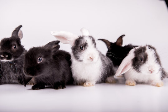 Group of cute little black and white rabbits sitting together on isolated white background.