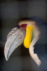 Wreathed Hornbill (Rhyticeros undulatus) in close-up © Rio
