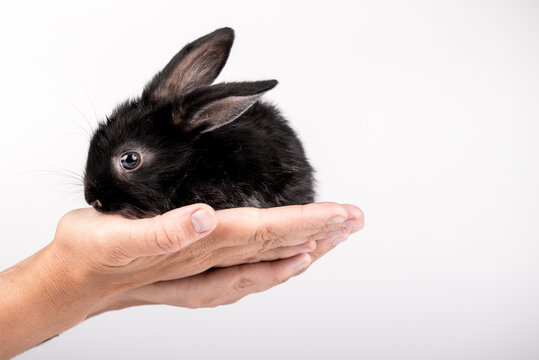 Cute small black bunny sitting carefully in human hands isolated on white background.