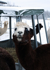 Fototapeta premium Funny curious alpaca with fluffy white fringe looking at camera close up near hay feeder on snowy winter farm