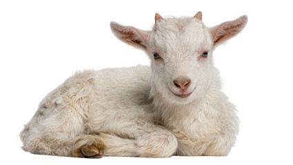 Fototapeta premium Fluffy white baby goat with small horns, resting peacefully isolated on transparent background