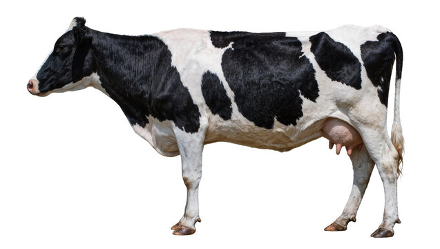 Black and white Holstein cow with udder, isolated on transparent background
