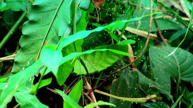 Green tropical foliage and leaves in a dense jungle forest undergrowth