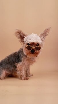 Funny yorkshire terrier dog wearing sunglasses