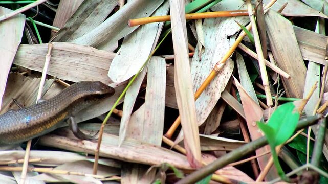 Small brown lizard crawling among dry bamboo leaves on the forest floor