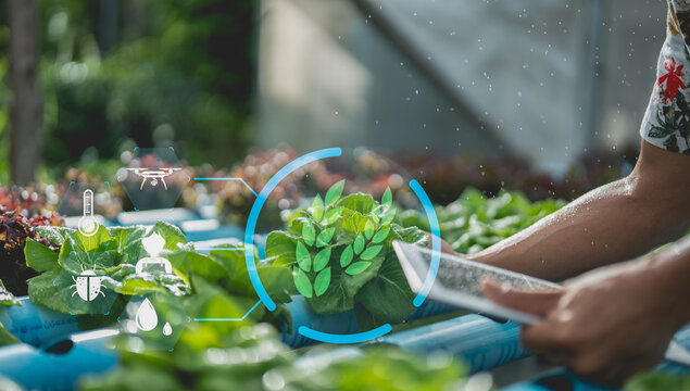 A person uses a tablet with digital overlays showing IoT data and analytics for smart agriculture in a green leafy farm setting.