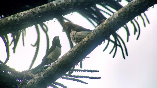 Two small wild birds perched together on a rustic tree branch against a bright sky