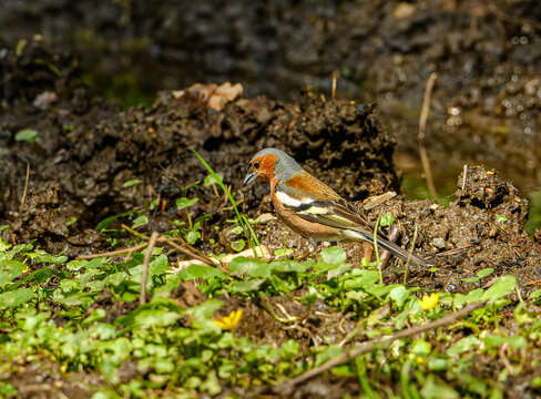 Eurasian or common chaffinch (Fringilla coelebs) on ground