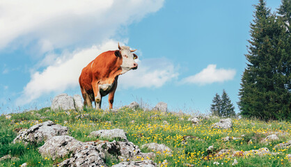 Brown and white cow standing on a rocky mountain meadow with yellow wildflowers, blue sky and conifer trees in a scenic rural landscape © Samir