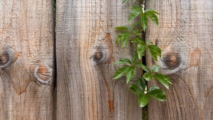 Ivy branch on wooden background, Green ivy branch growing through a rustic wooden fence background with copy space. © korniichukd