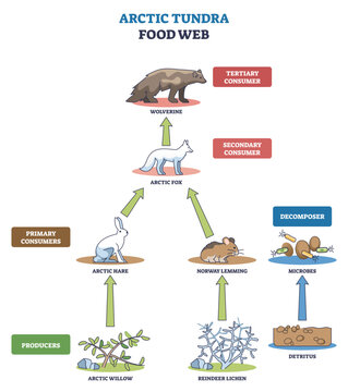 Arctic tundra food web shows energy flow across trophic levels, highlighting wolverine, arctic fox, and lemming linking producers to decomposers for quick study, transparent background.