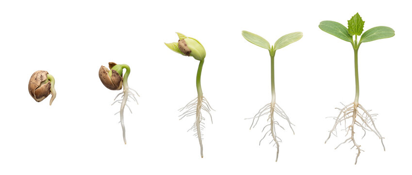 Seed germination plant growth sequence showing timeline stages of sprout development with roots isolated on black background, symbolizing lifecycle, agricultural science, progress, and nature.