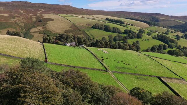 Aerial video of geometric pasture fields divided by dry stone walls, showing grazing Cow and a secluded hillside farm beneath rolling moorland ridges in Derbyshire, UK. 