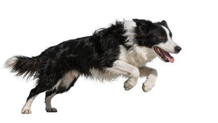 Energetic black and white border collie dog mid-air jump, isolated on transparent background © Maria
