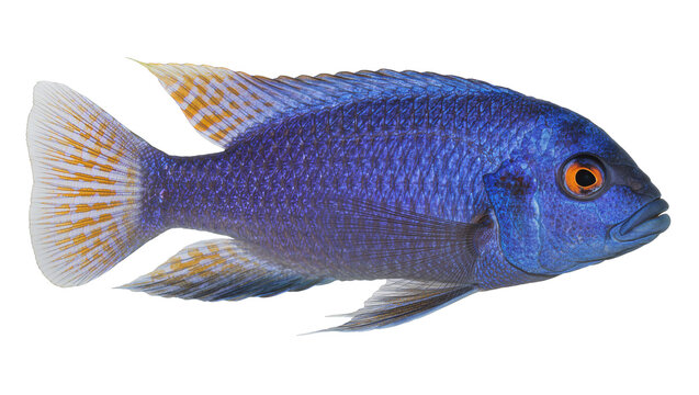 Vibrant blue cichlid fish with orange eye, isolated on transparent background