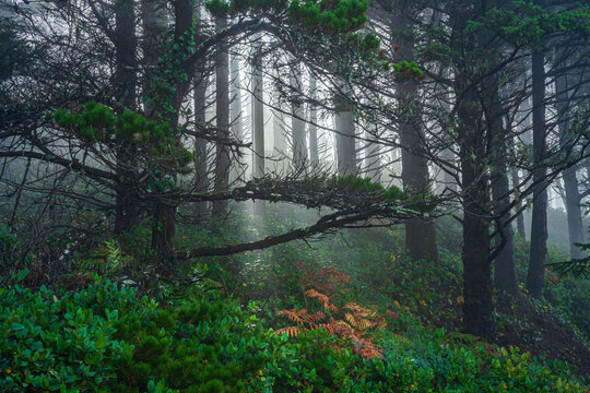 Beautiful scenic view of a misty green forest with sun rays through trees