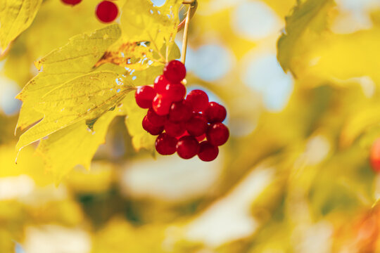 Close view of a compact cluster of glossy red guelder rose berries surrounded by luminous yellow autumn leaves and soft bokeh.