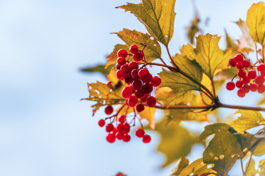 Ripe red guelder rose berries and yellow autumn leaves are illuminated from behind against a clear blue sky with natural copy space.