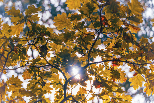 Bright sunlight forms a starburst through golden oak leaves and dark branches in a warm autumn forest canopy with circular bokeh.