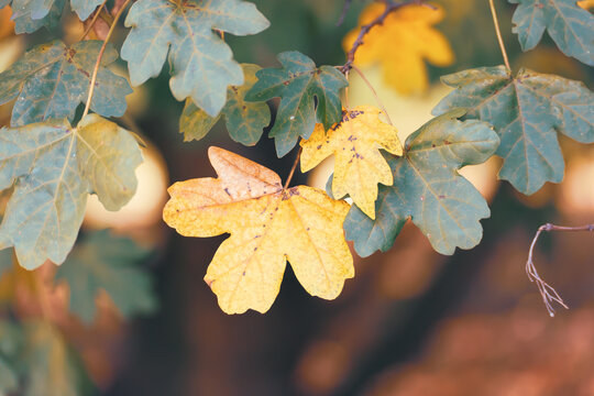 Close view of lobed field maple leaves changing from muted green to warm yellow against a softly blurred autumn background.