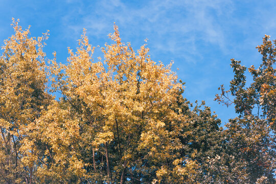 Golden deciduous treetops rise beneath a bright blue sky with wispy clouds, forming a colorful seasonal landscape with copy space.