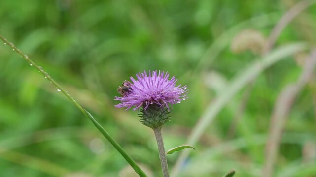 アザミの蜜を集める蜂（環境音あり）