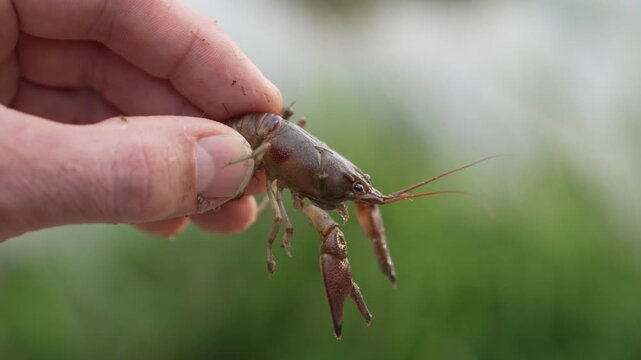 Close-up video frame of a man's hand gently holding a calm live crayfish against a blurred natural background of the lake. The detailed texture, claws, and long antennae are clearly visible. 